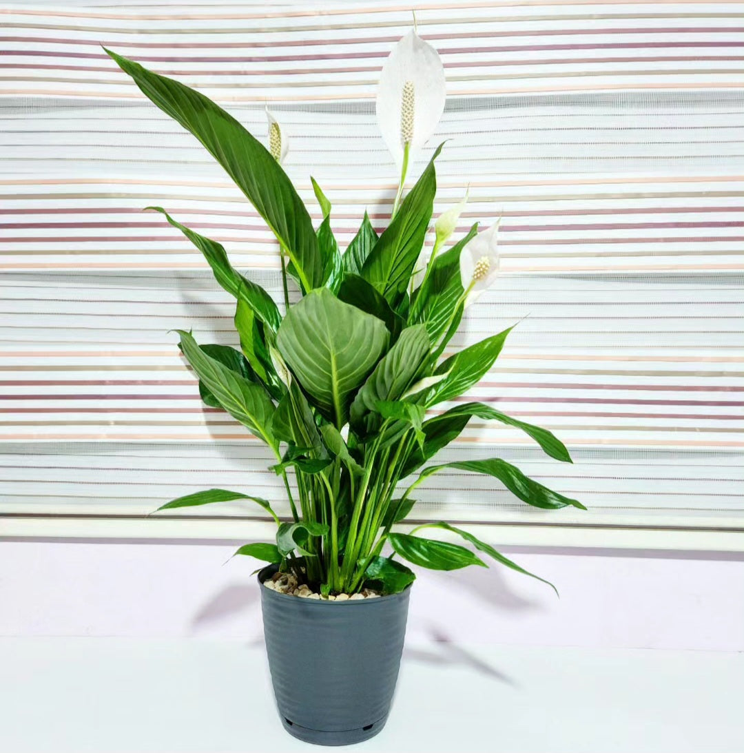 Spathiphyllum (fleur de lune)