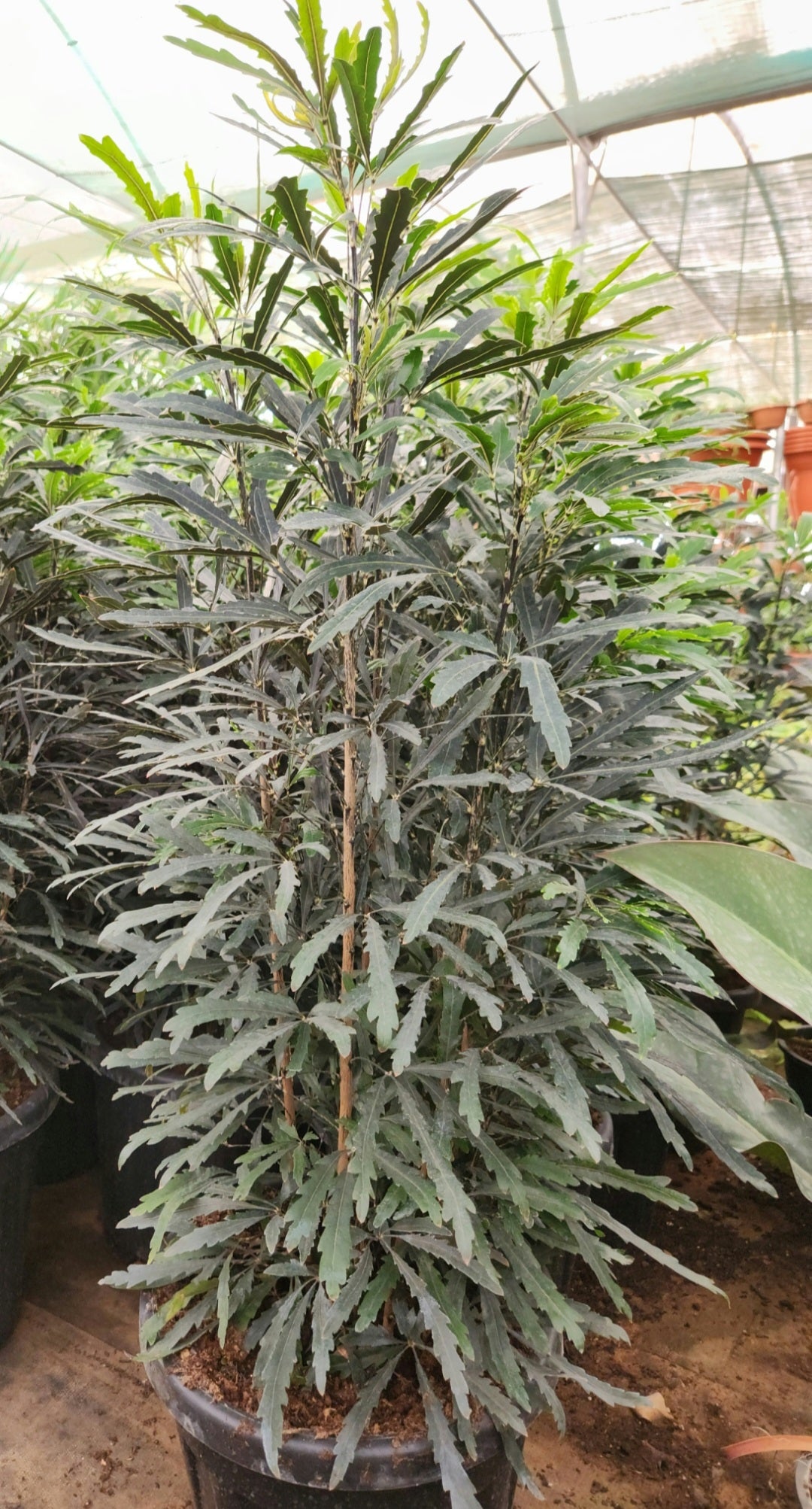 Plerandra elegantissima (false aralia)