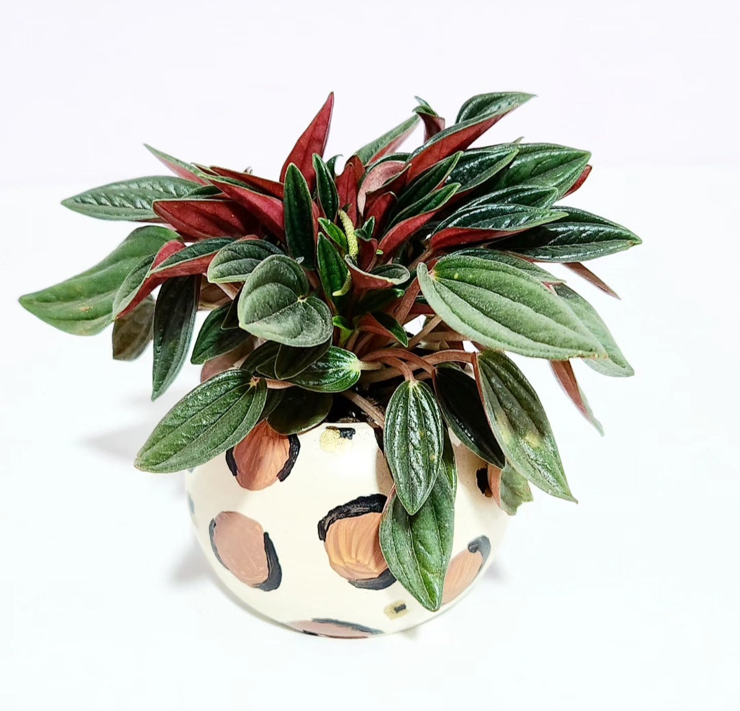 Peperomia caperata rosso