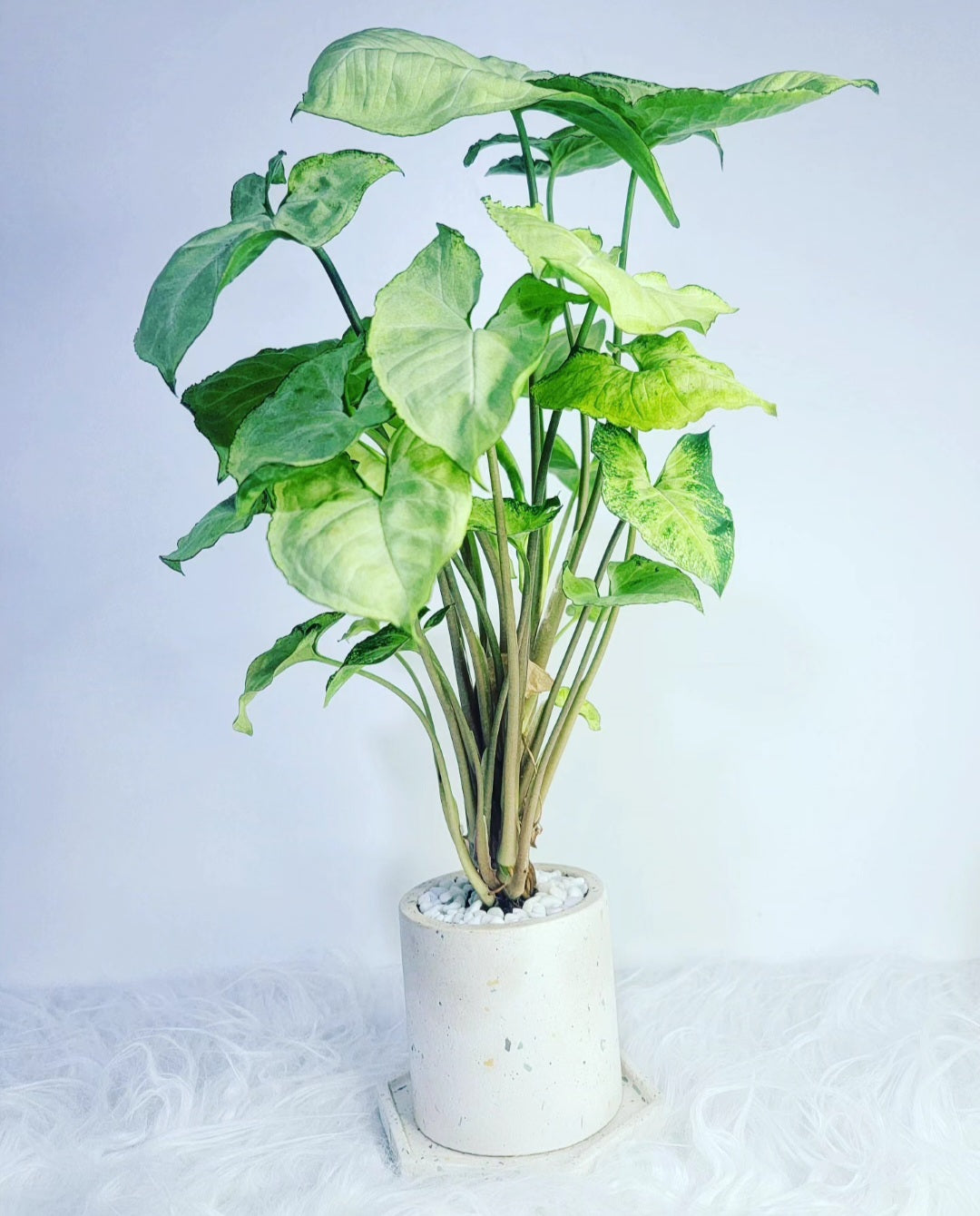 Syngonium