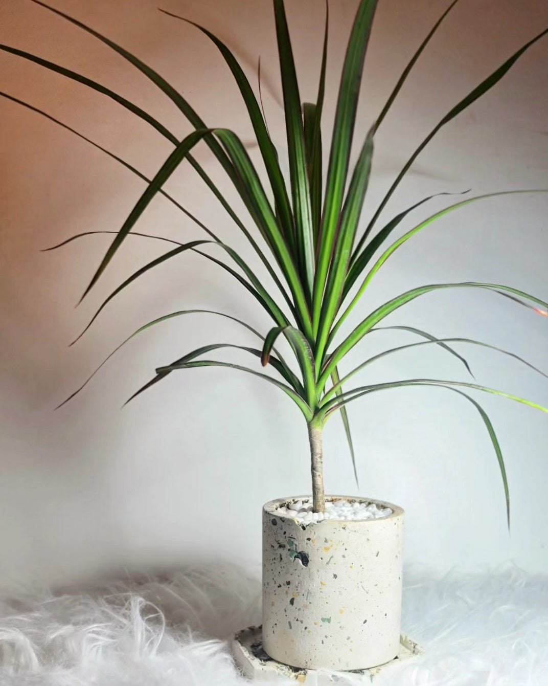 Dracaena marginata