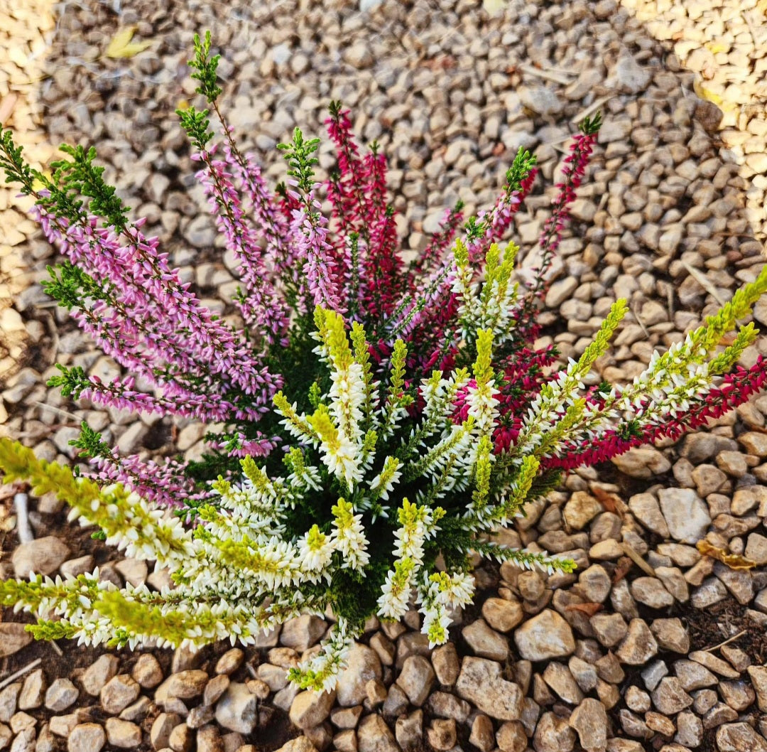 Bruyère (calluna vulgaris)