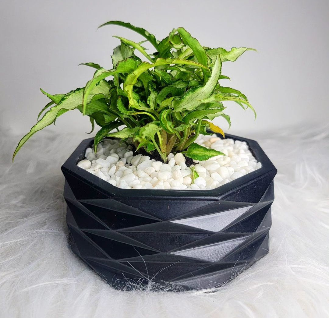 Syngonium
