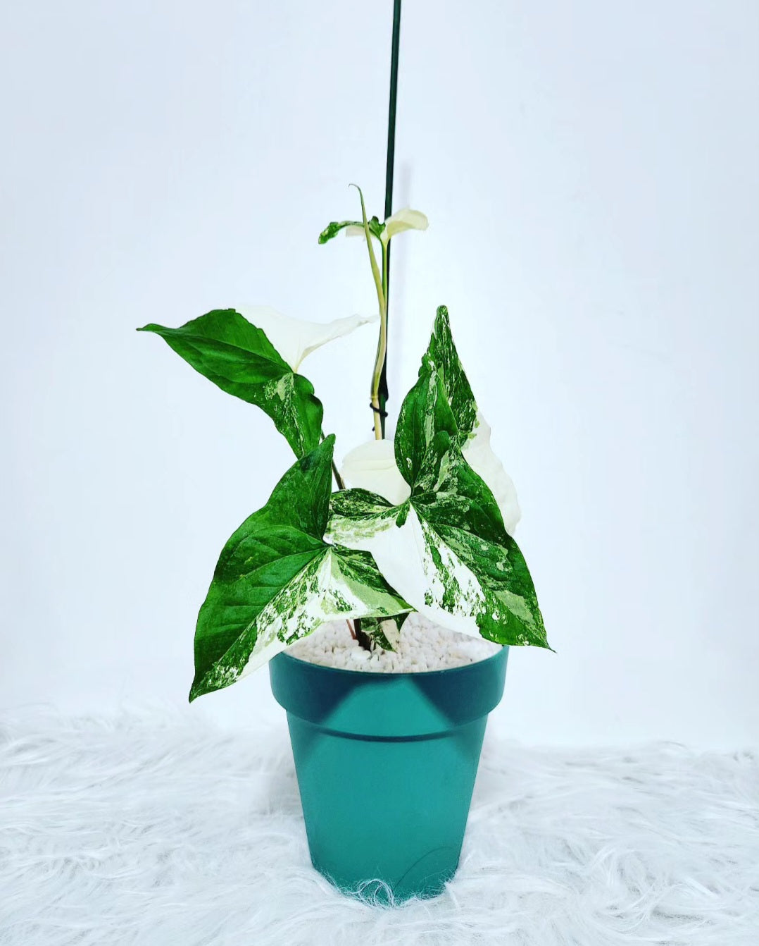 Syngonium