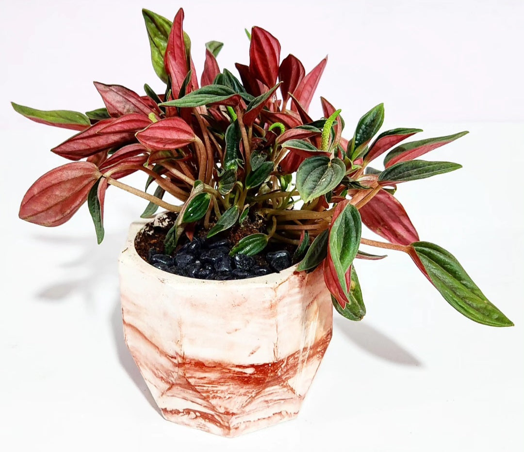 Peperomia caperata rosso