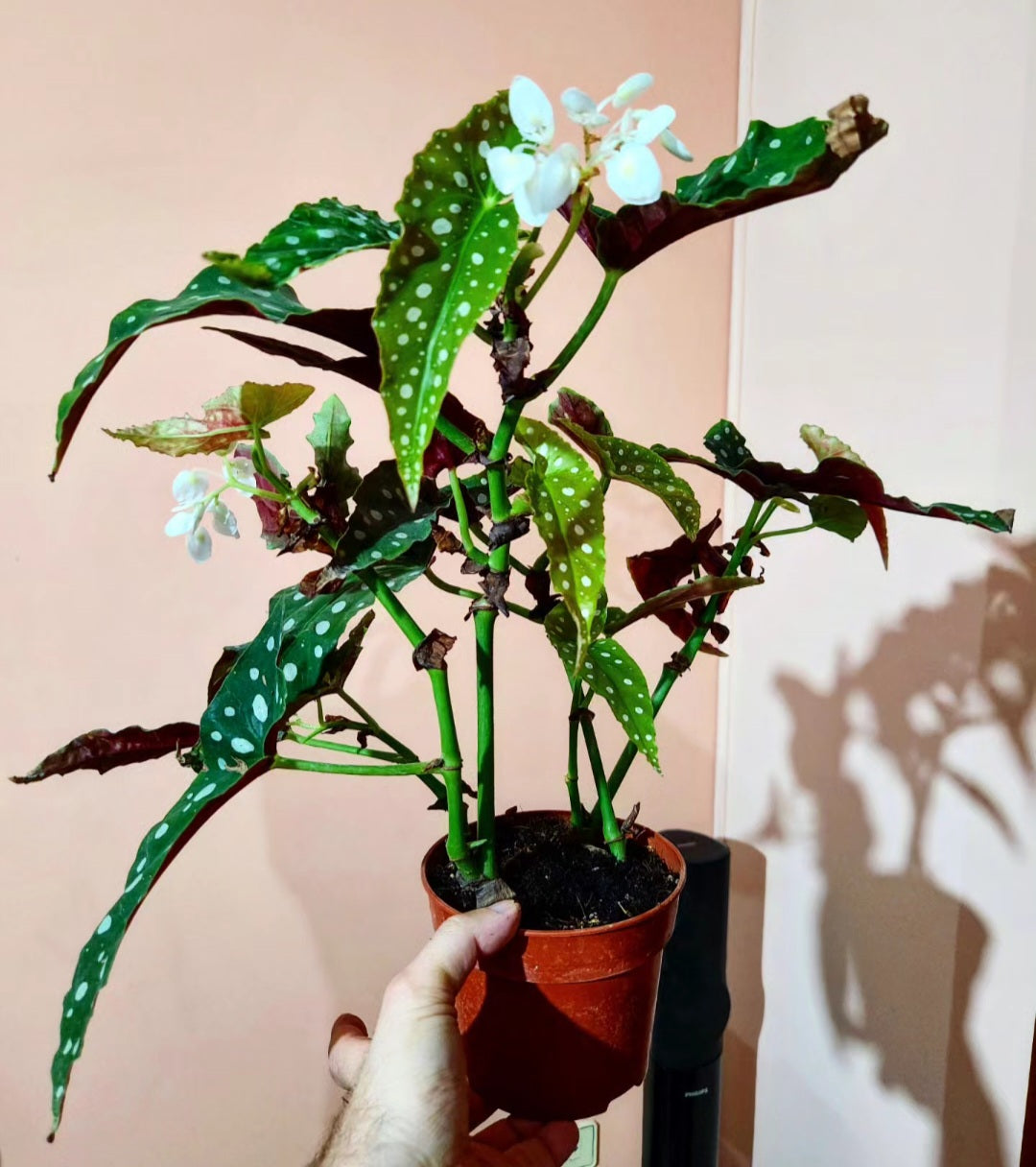 Begonia maculata polka dot