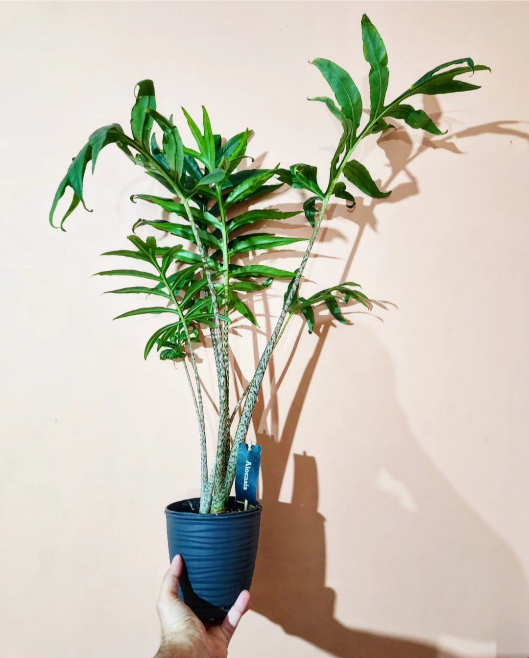 Alocasia brancifolia