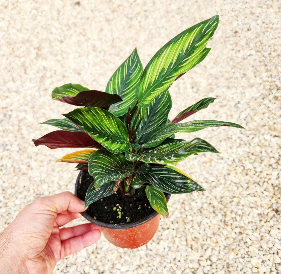 Calathea sanderiana