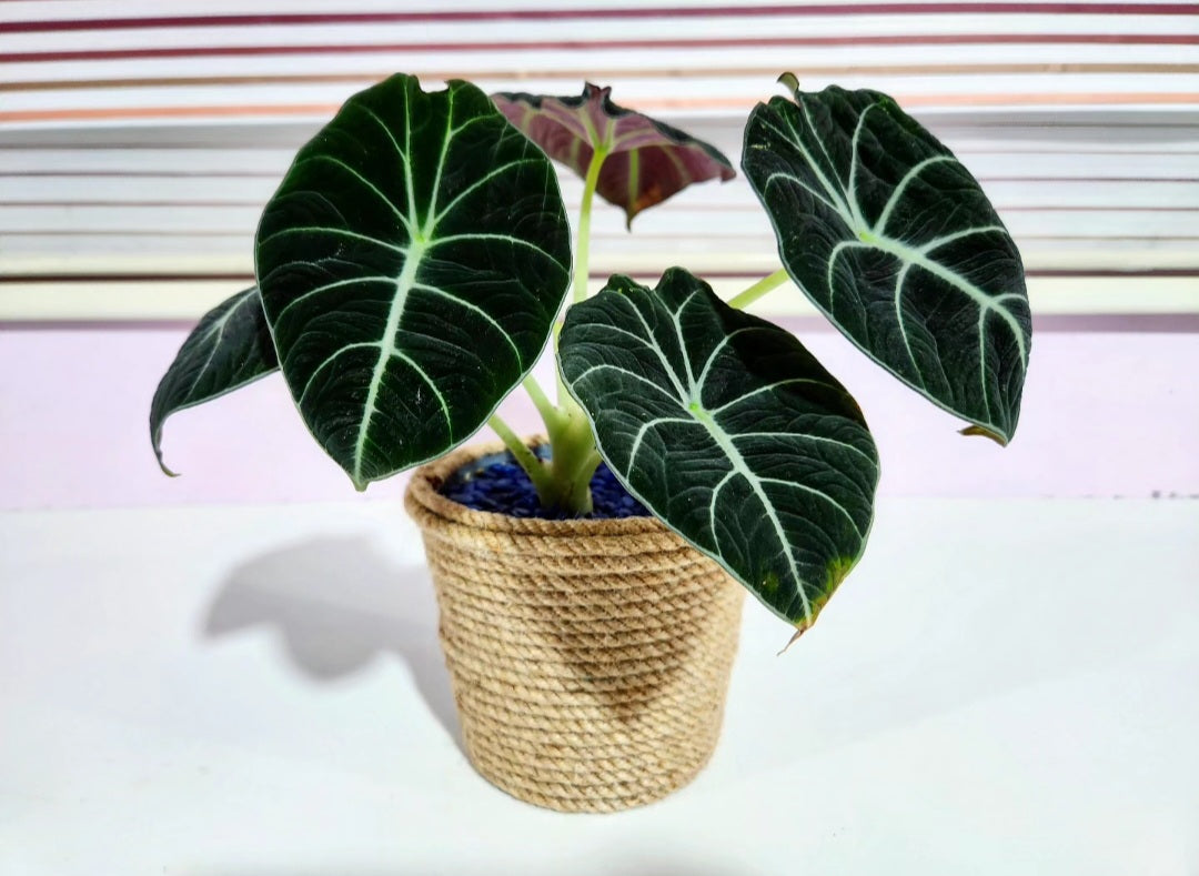 Alocasia black velvet