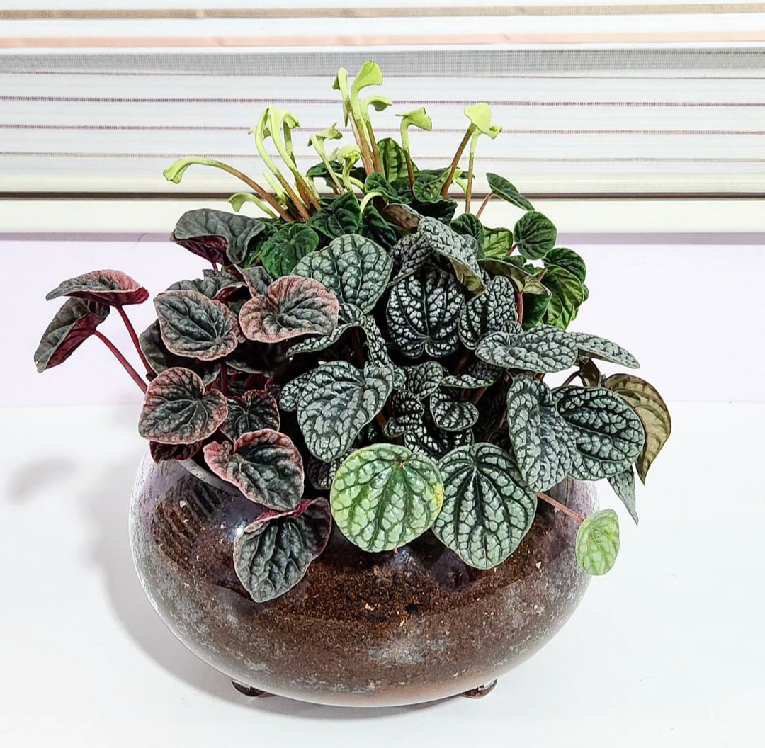 Peperomia mix arrangement