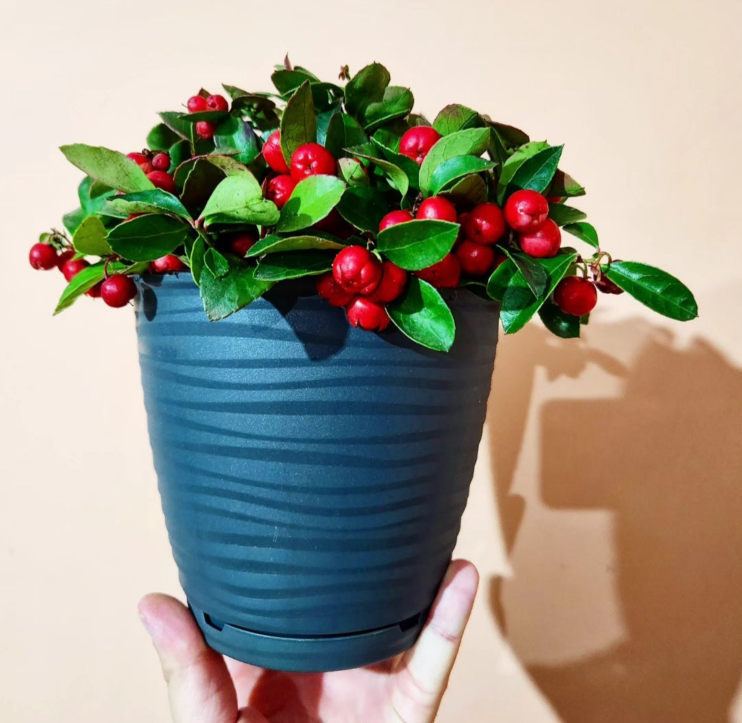 Gaultheria