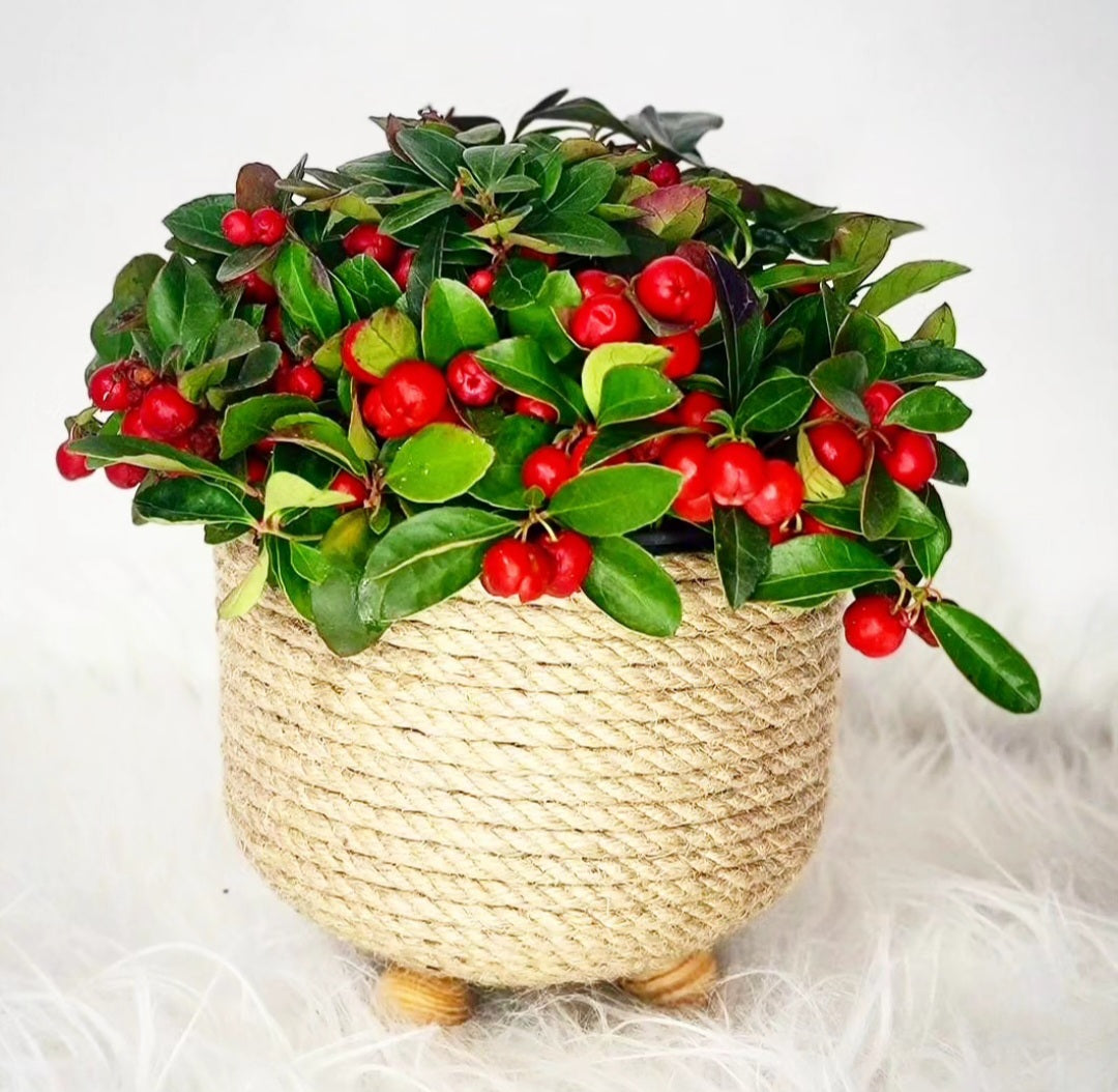 Gaultheria