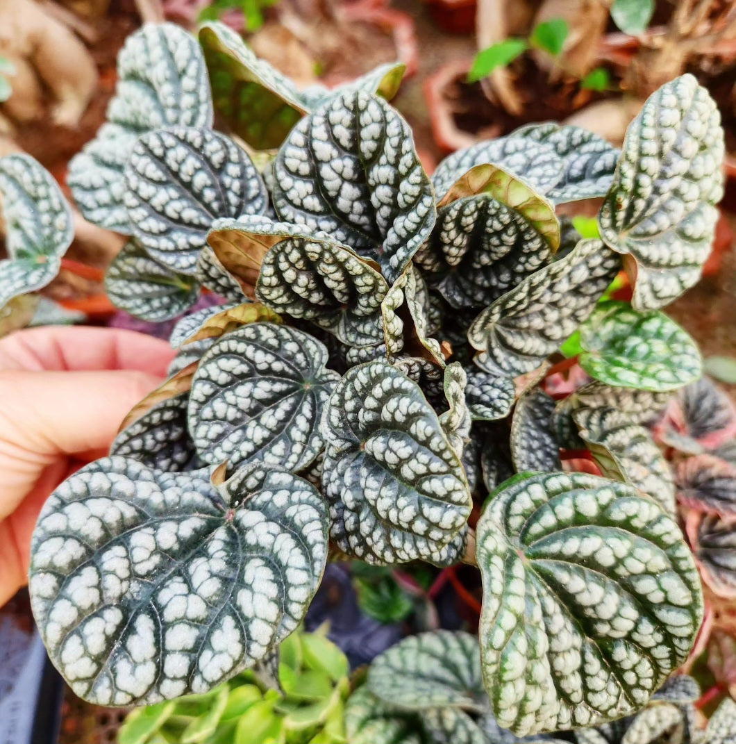 Peperomia burbella