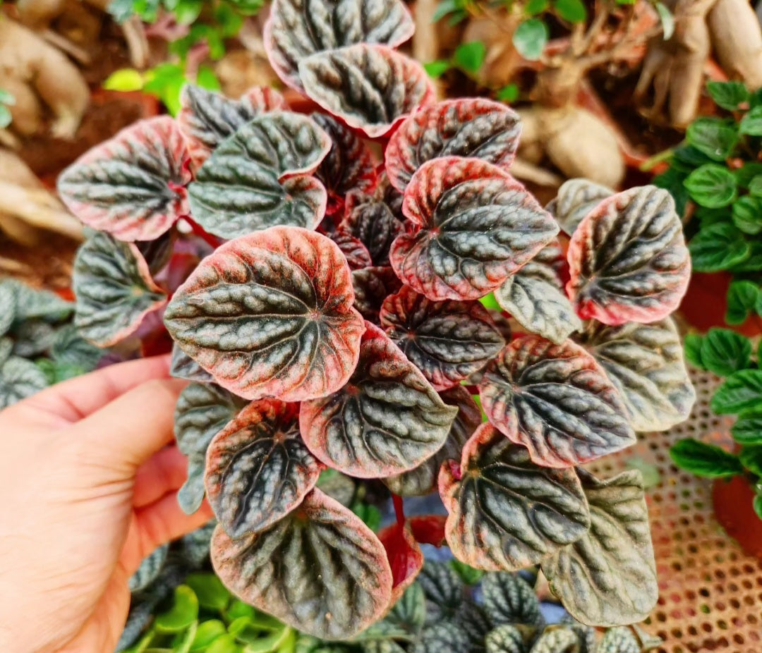 Peperomia abricot