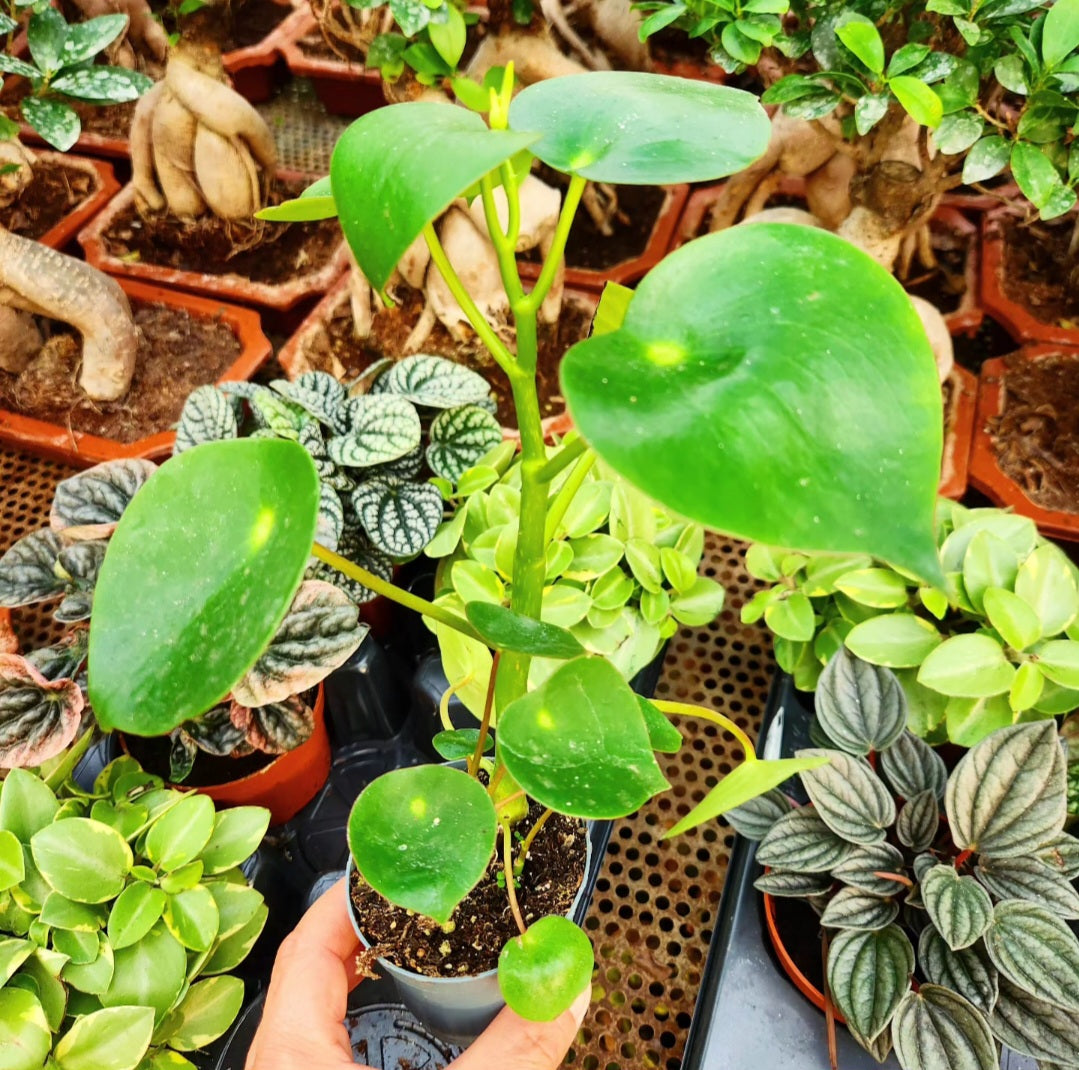 Peperomia polybotrya