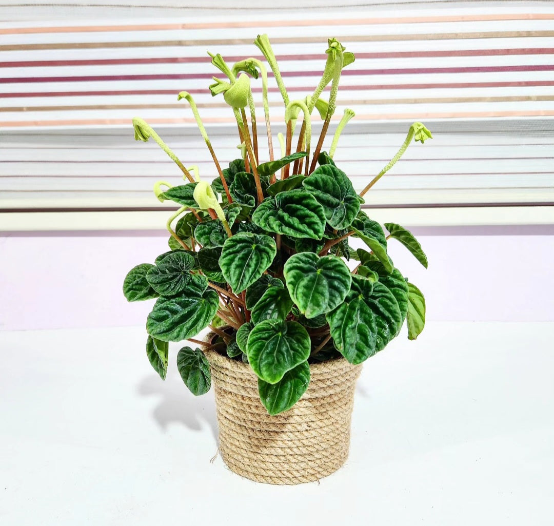 Peperomia caperata lilian