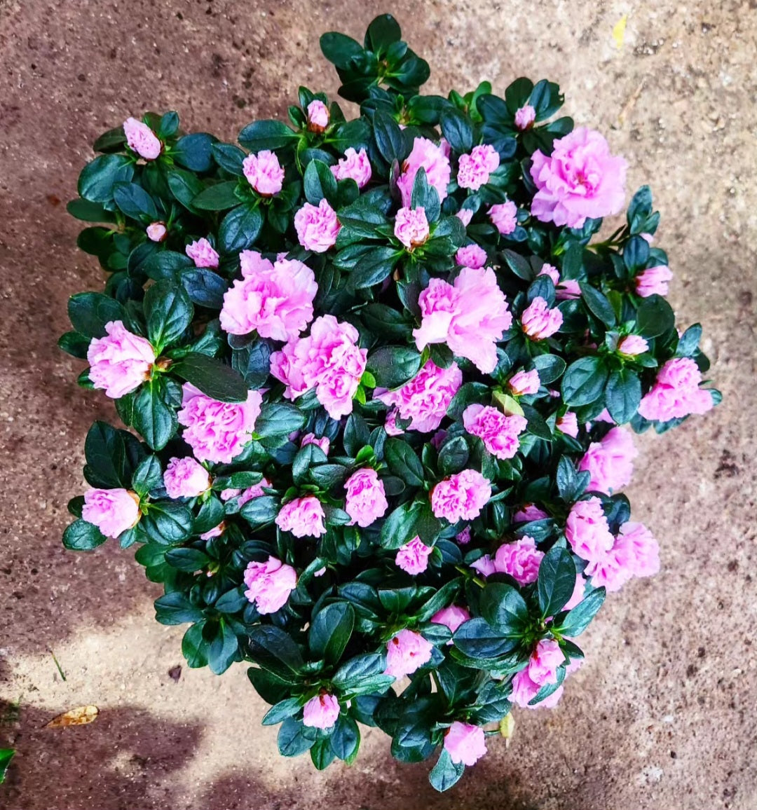 Azalée (azalea)
