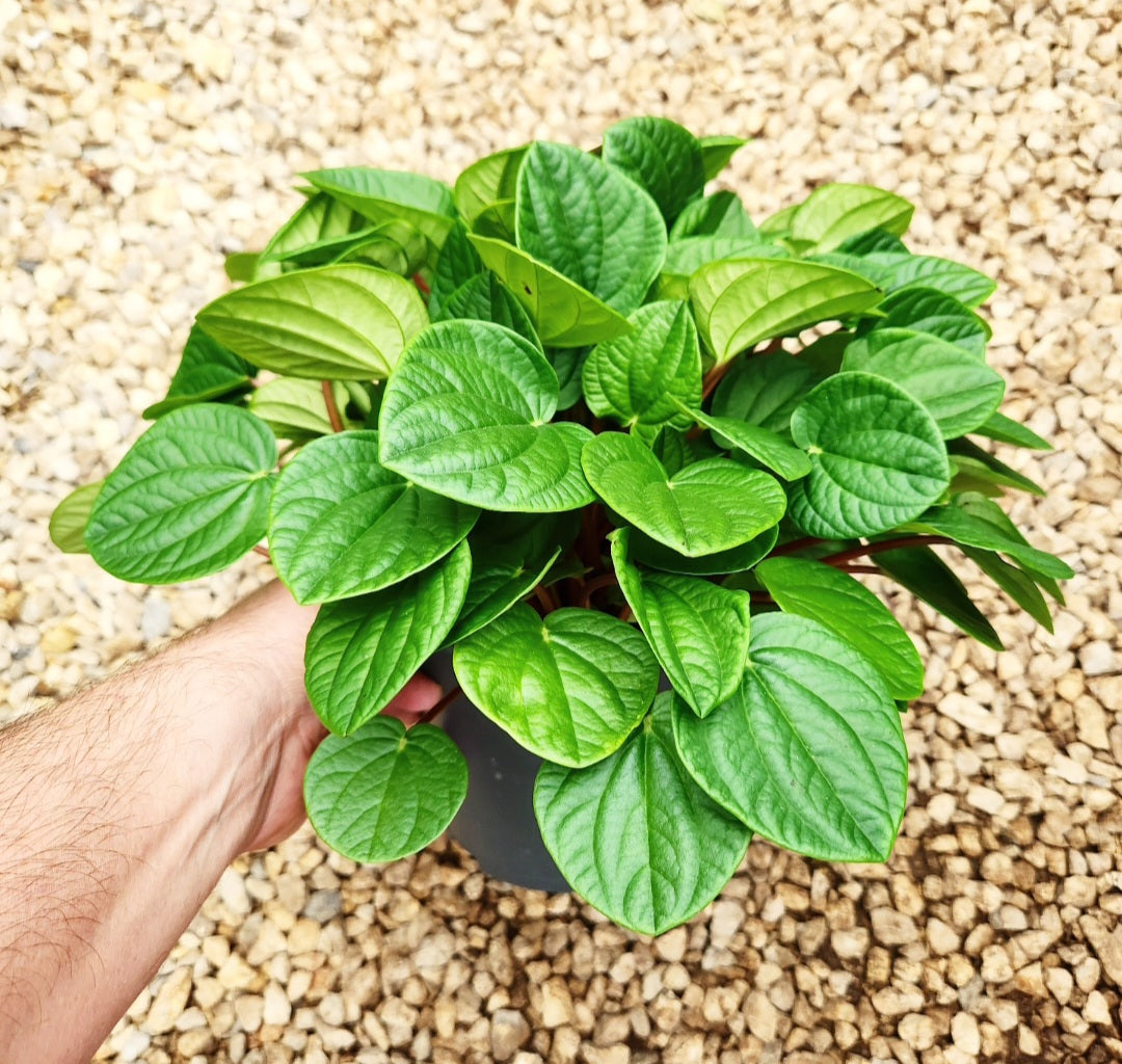 Peperomia rana verde