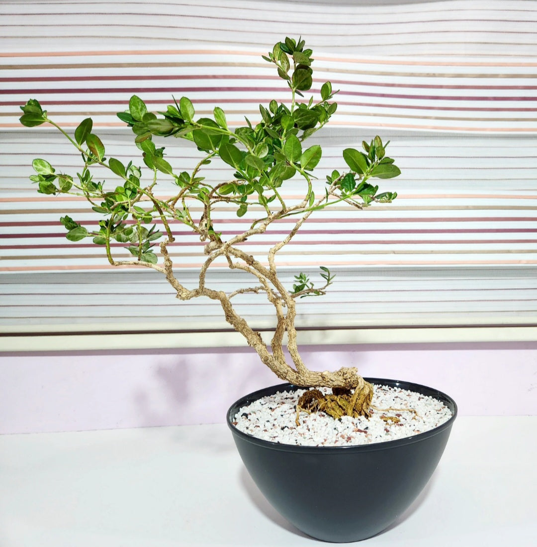 Bonsaï carissa