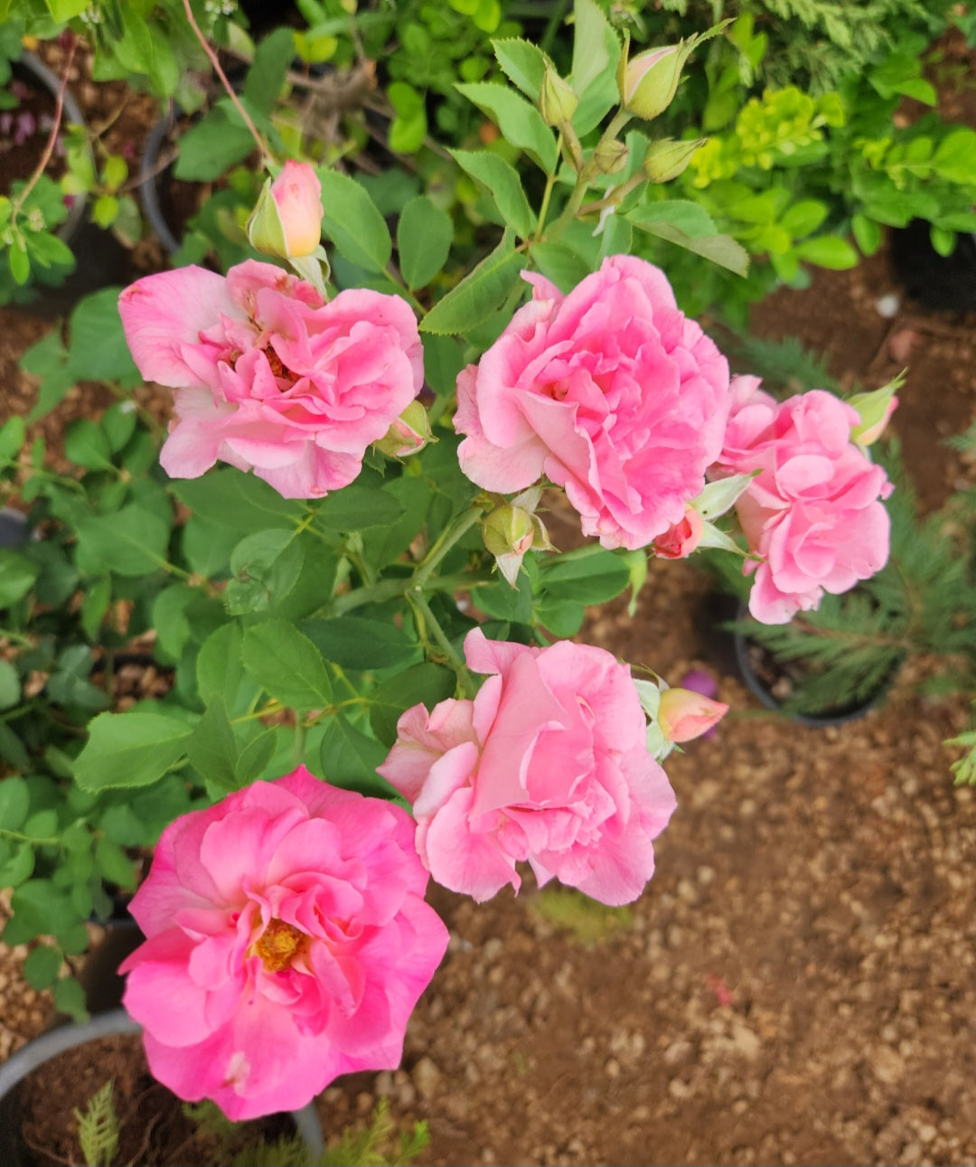 Rosier buisson