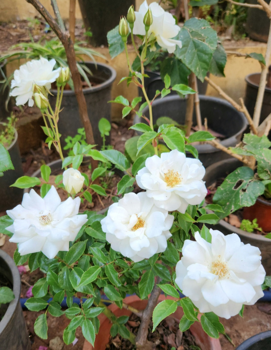 Rosier buisson