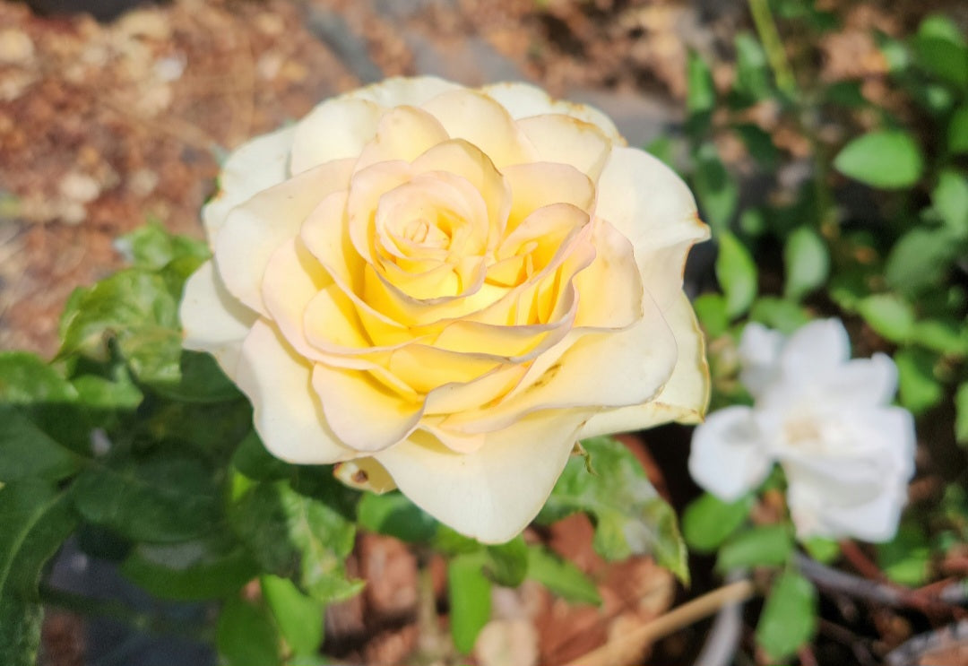 Rosier buisson