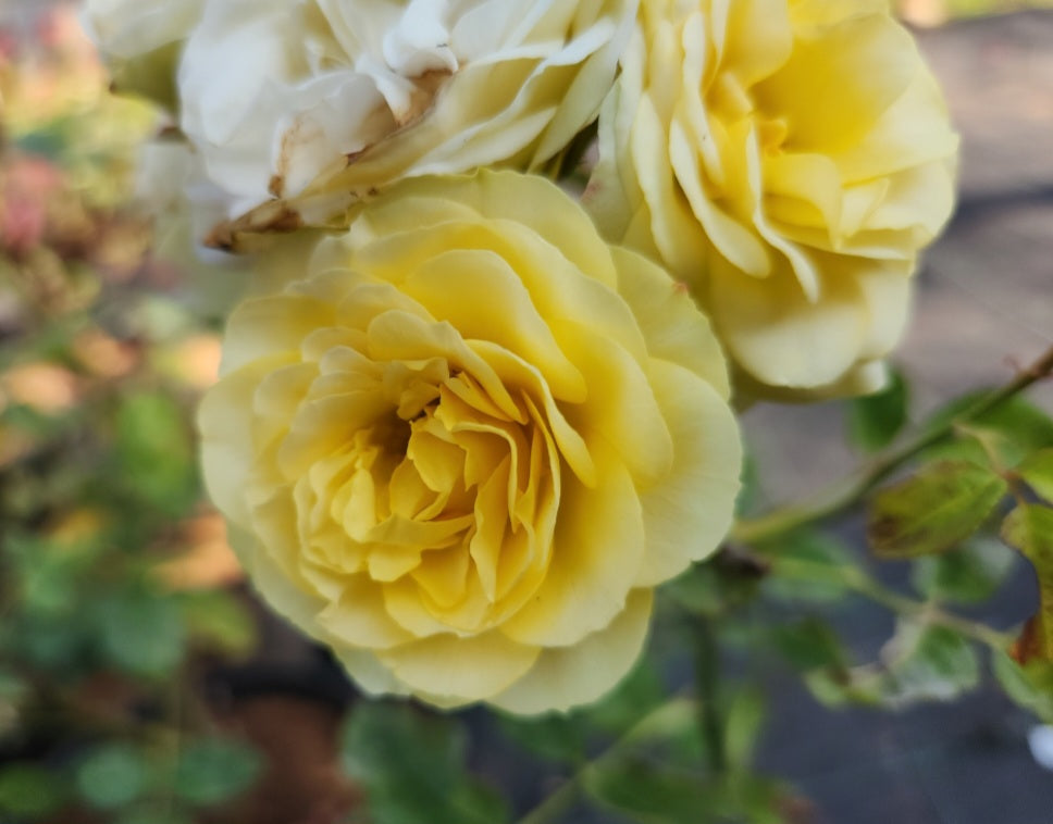 Rosier buisson