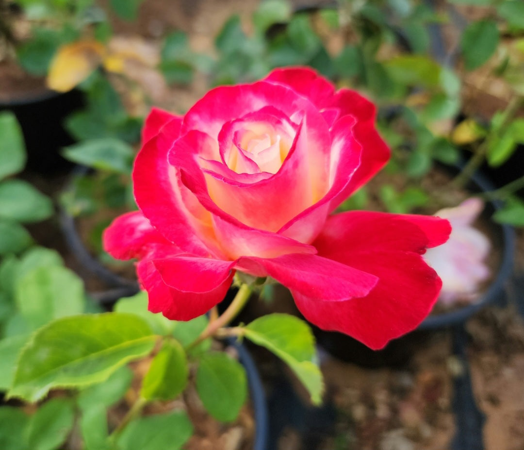 Rosier buisson