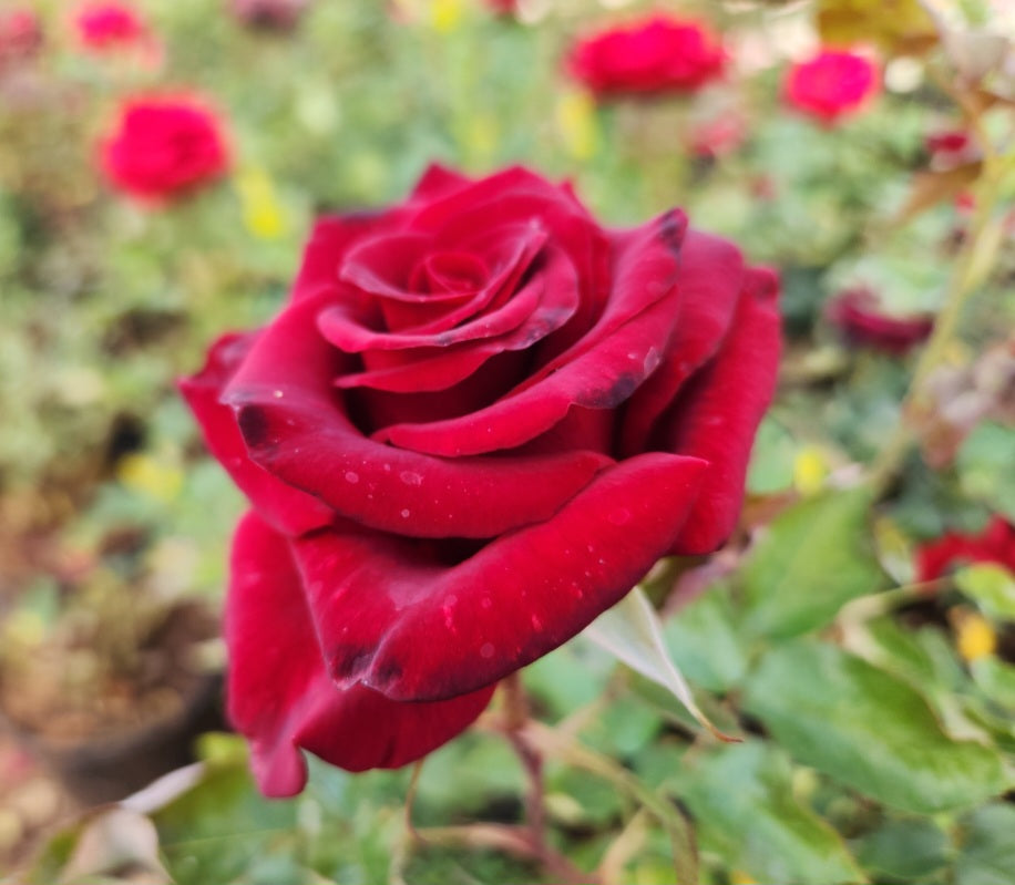 Rosier buisson