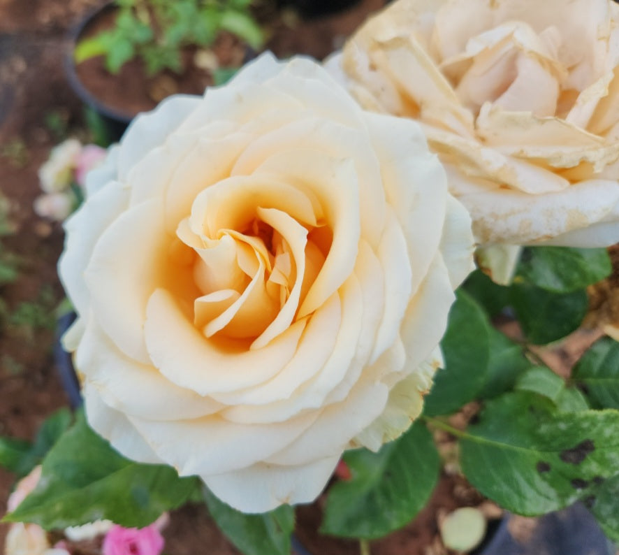Rosier buisson