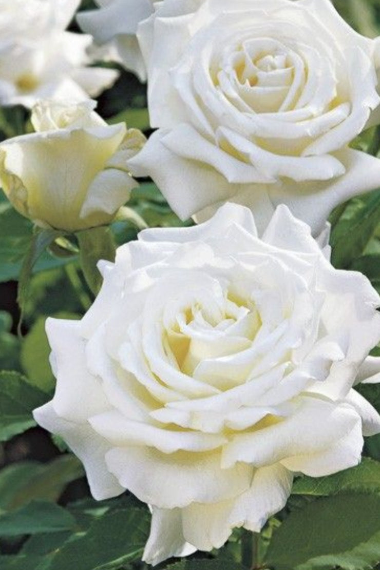 Rosier buisson
