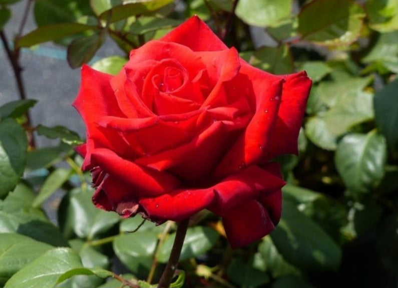 Rosier buisson