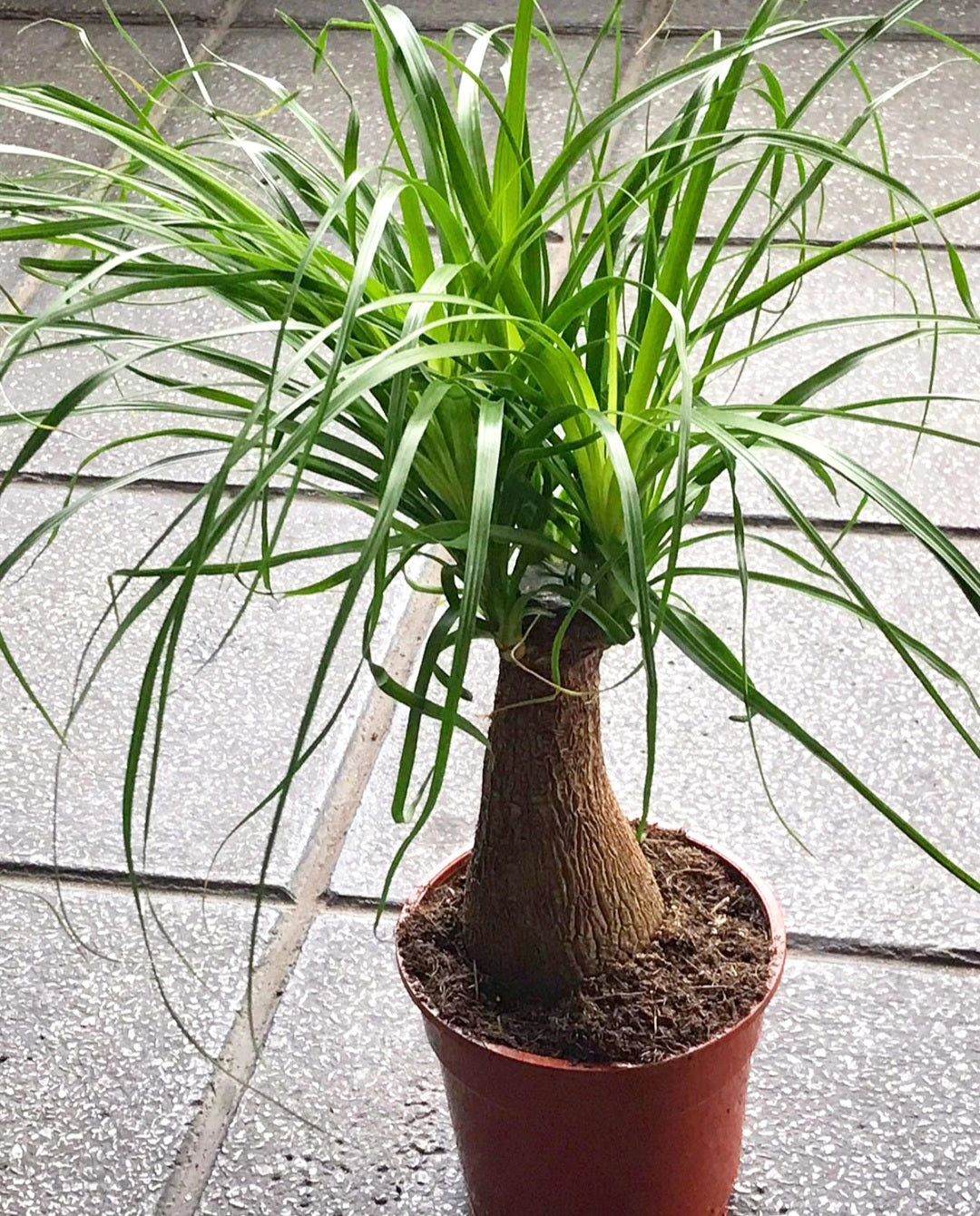 Beaucarnea recurvata