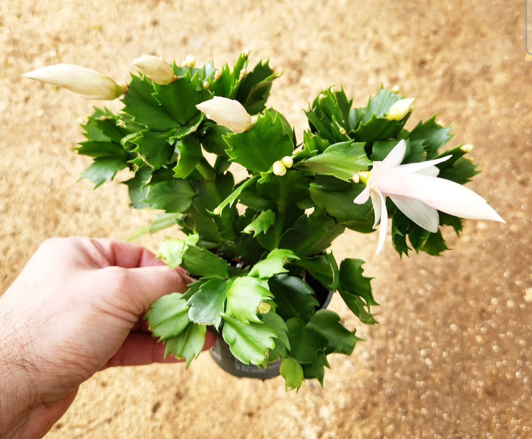Schlumbergera cactus de noël