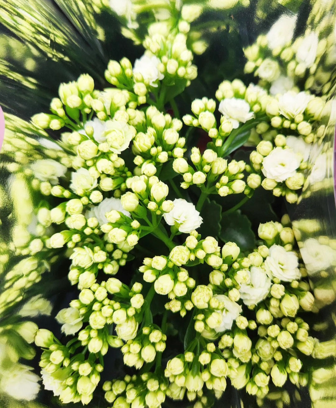 Kalanchoe blossfeldania