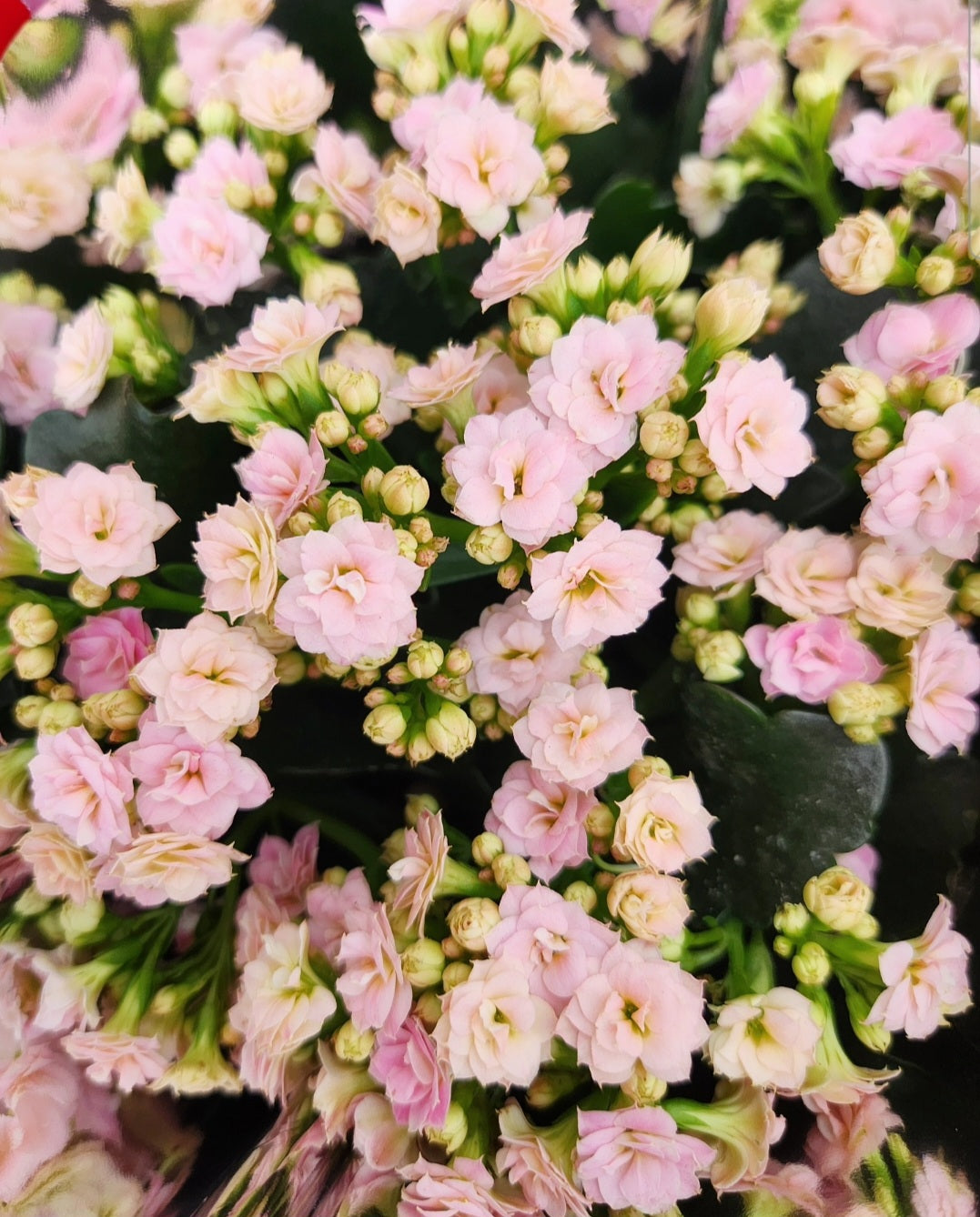 Kalanchoe blossfeldania