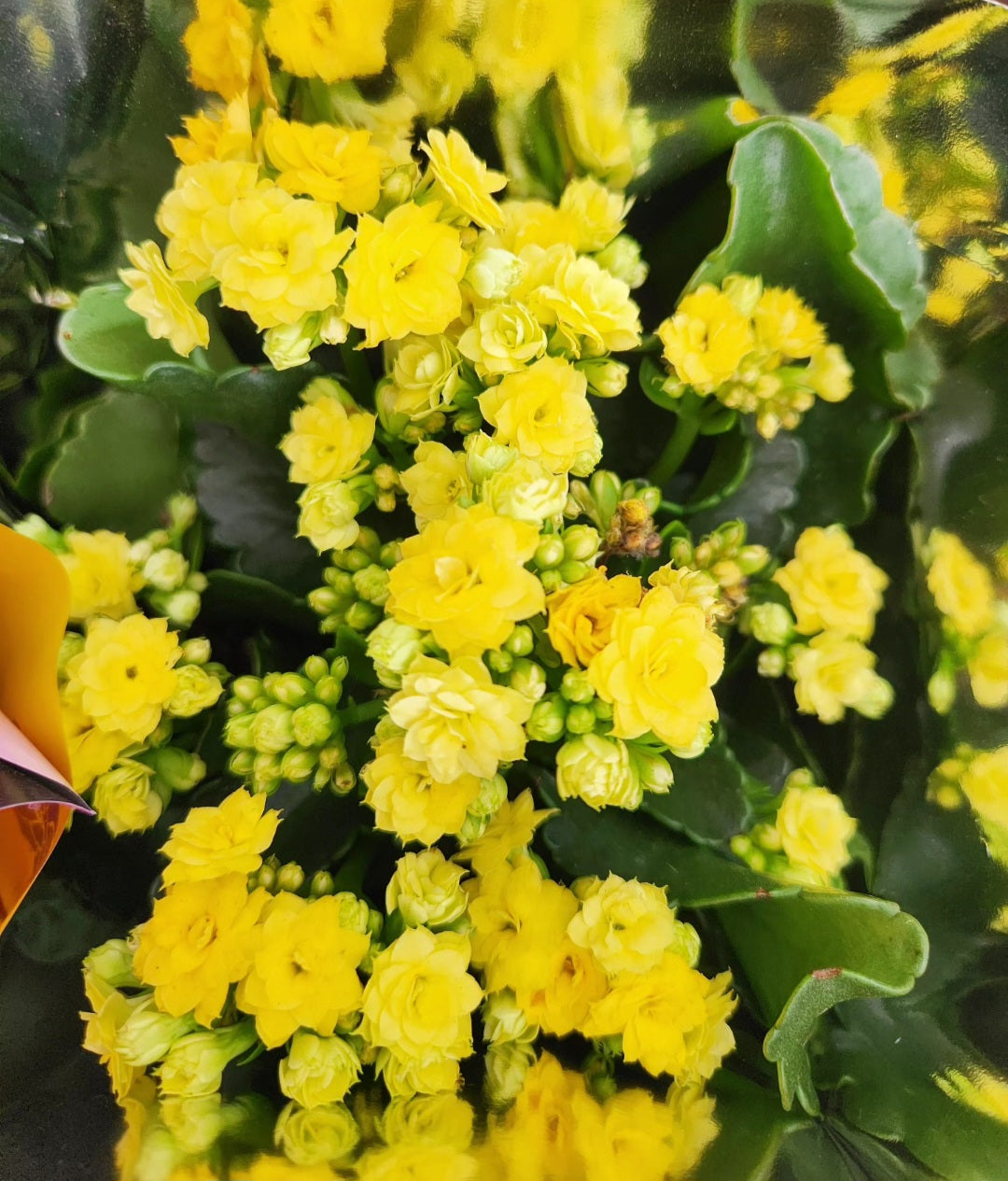 Kalanchoe blossfeldania