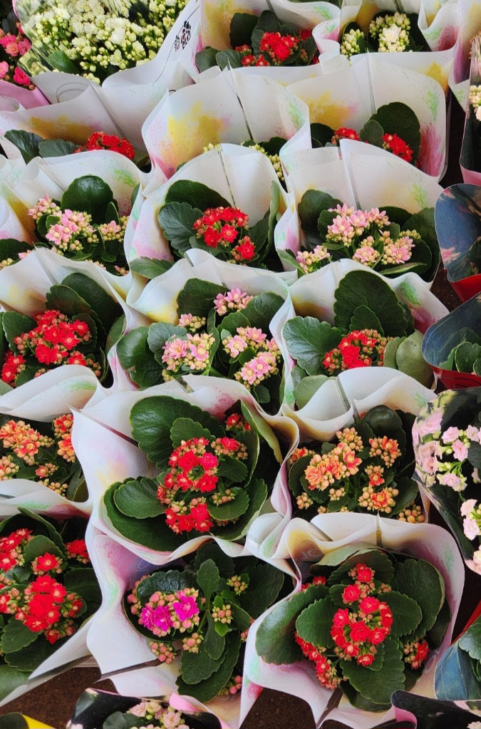 Kalanchoe blossfeldania