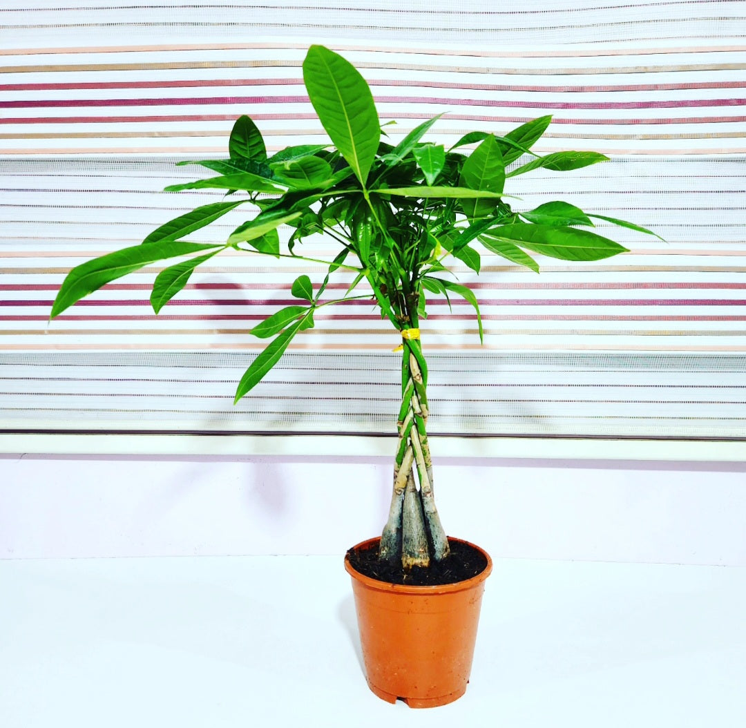 Pachira (money plant)