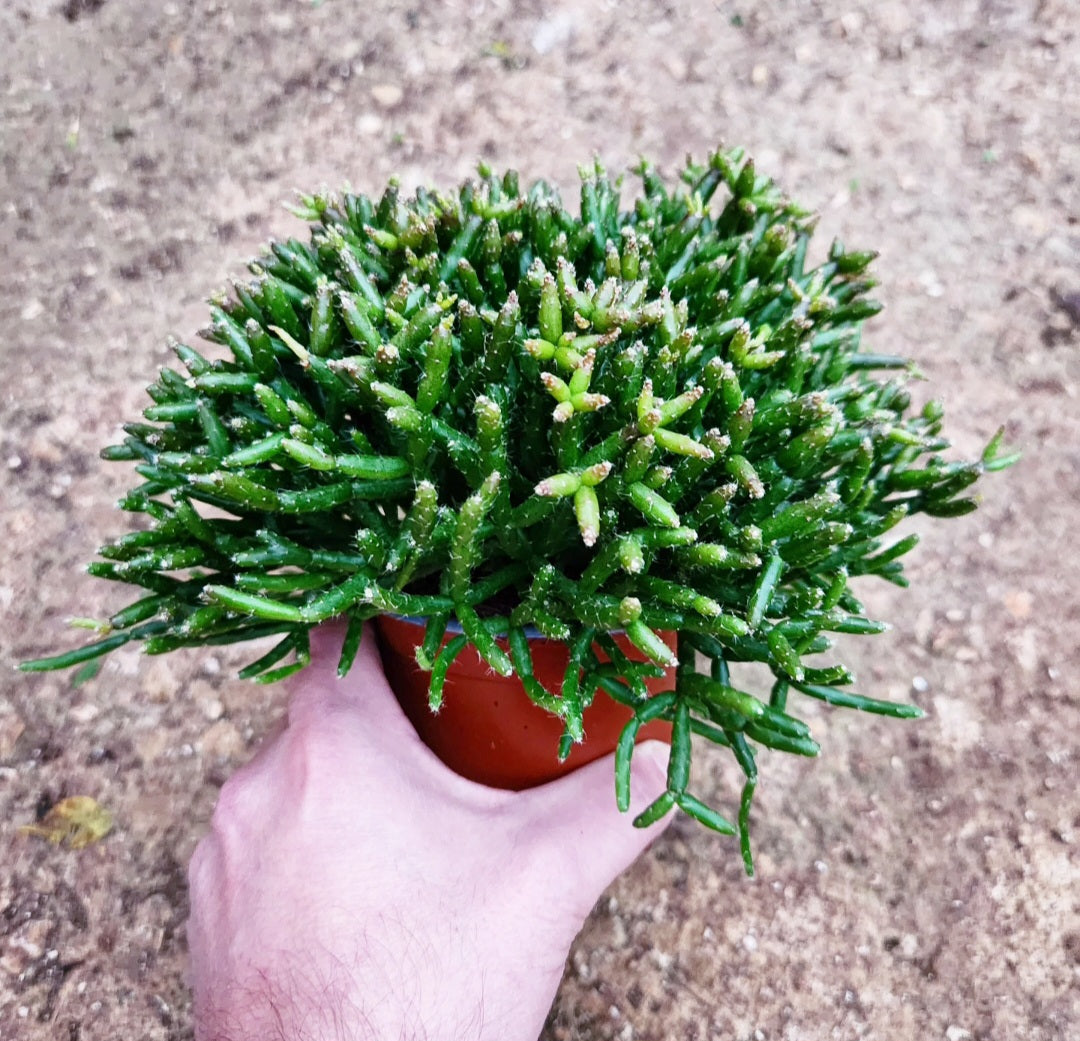 Rhipsalis