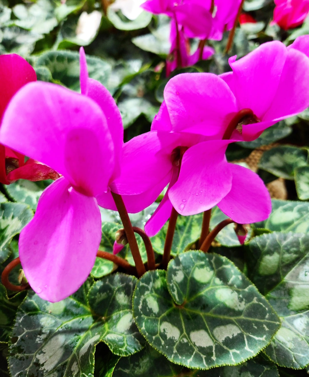 Cyclamen
