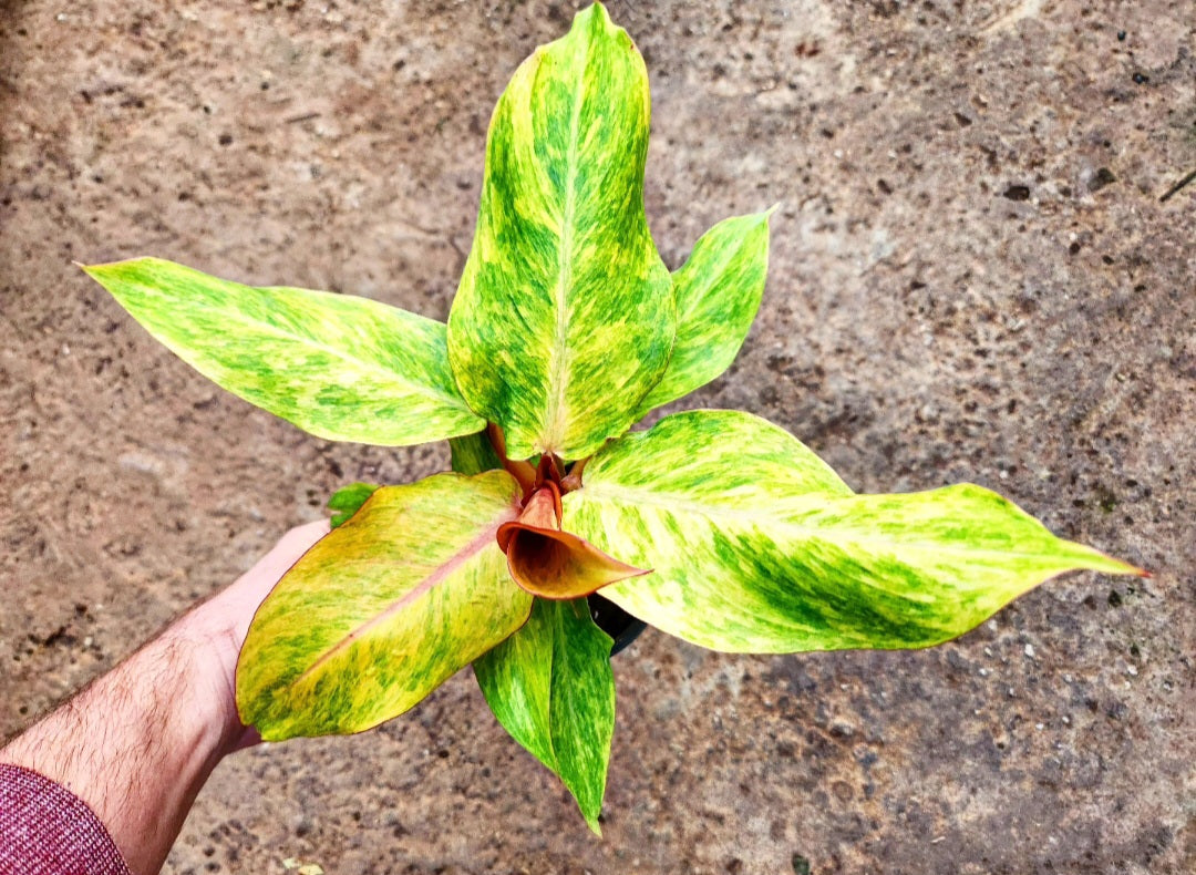 Philodendron orange marmalade