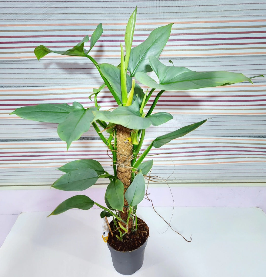 Philodendron hastatum silver sword