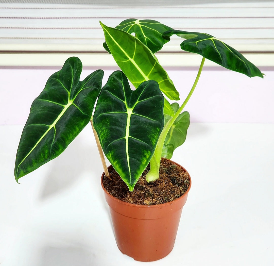 Alocasia frydek