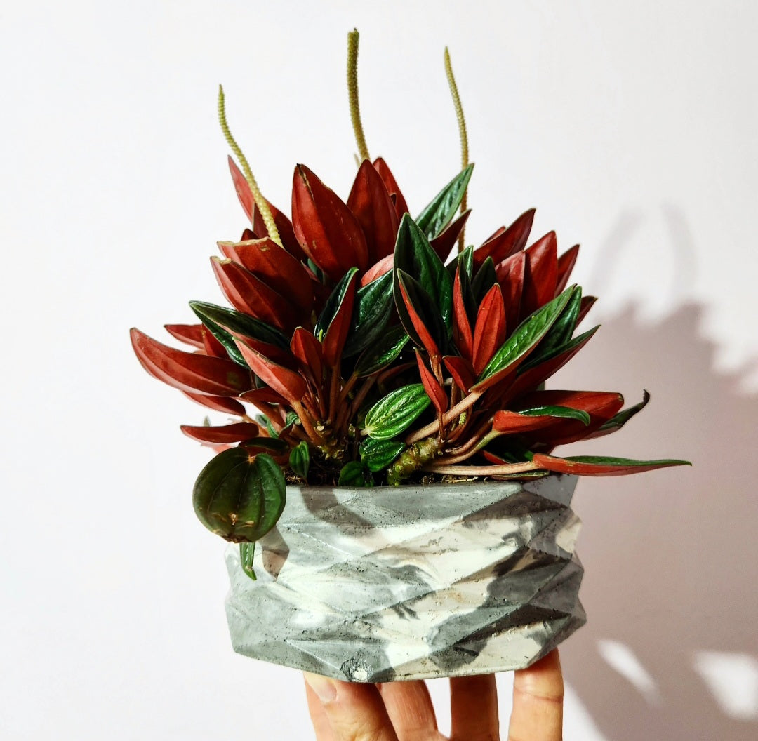 Peperomia caperata rosso