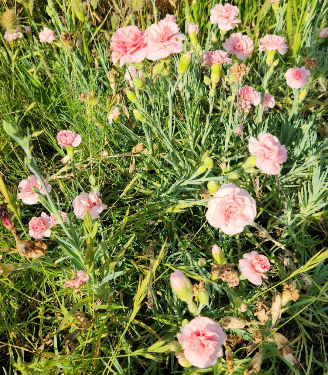 Oeillet des fleuristes (carnation dianthus caryophyllus)