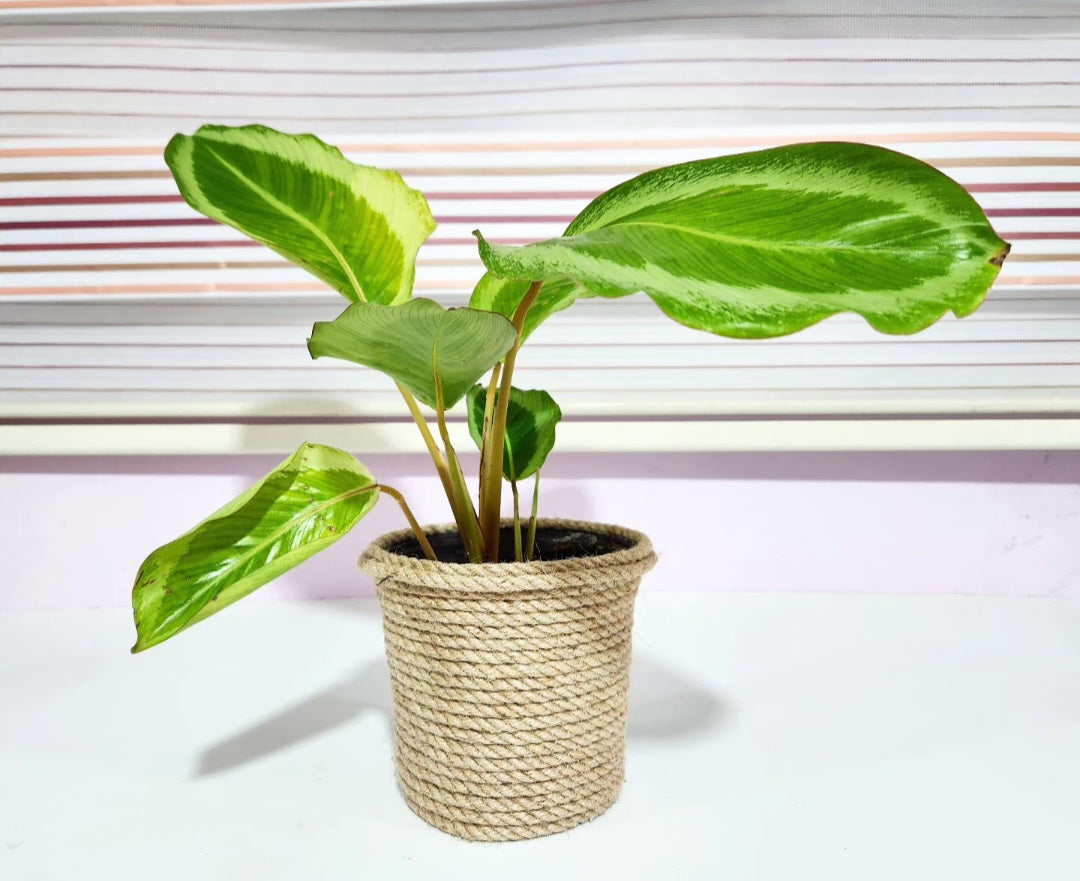 Calathea bicajoux gecko