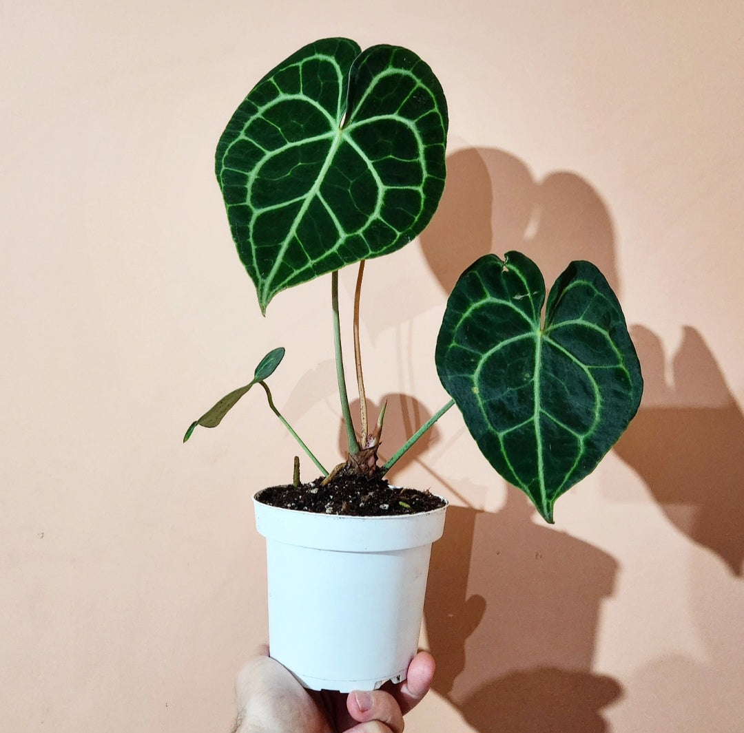 Anthurium clarinervium