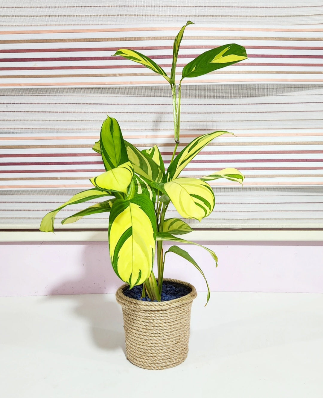 Calathea golden mosaic