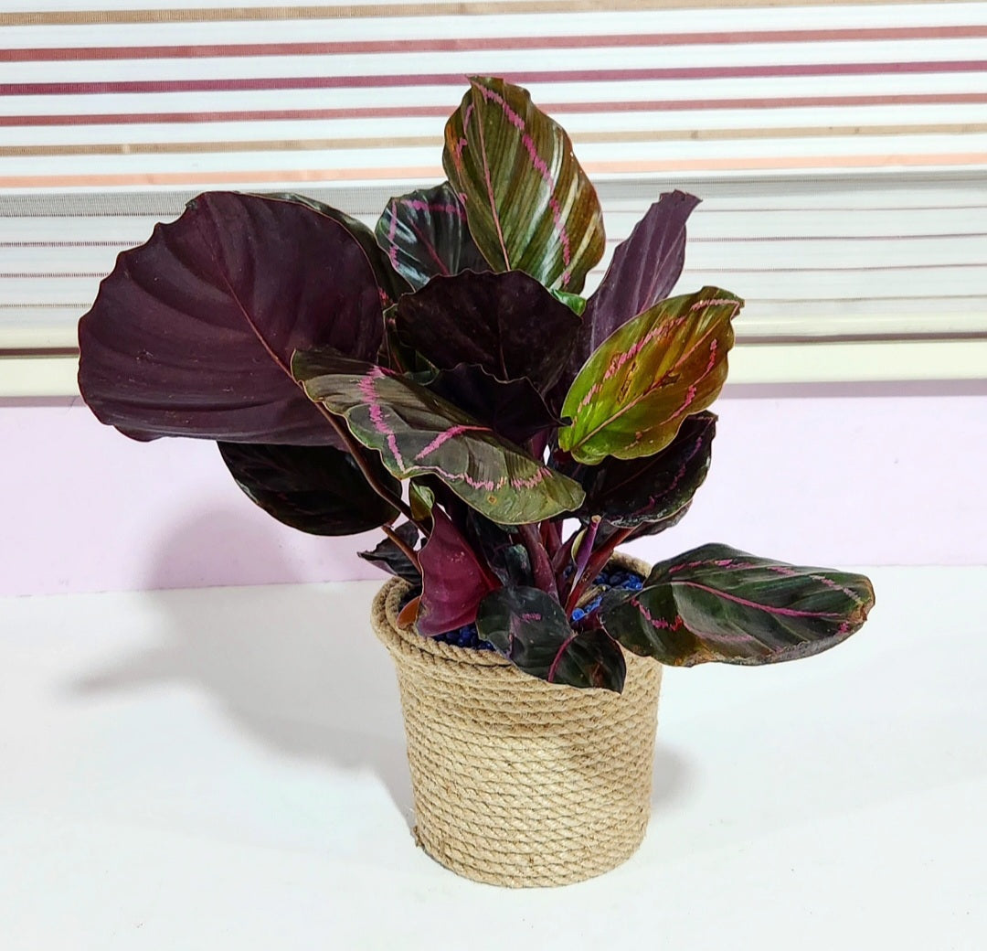 Calathea dottie night